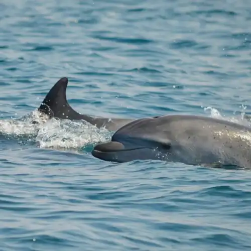Alla ricerca di tartarughe e delfini