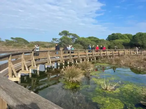 Passeggiando nel bosco in riva al mare 